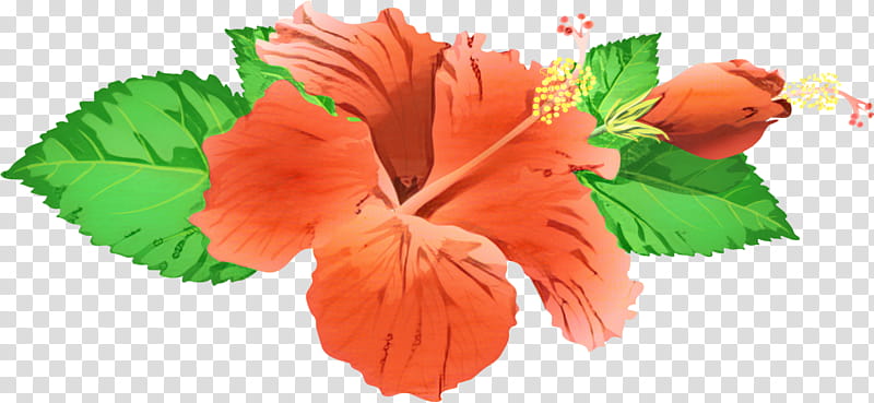 Watercolor Flower, Shoeblackplant, Common Hibiscus, Plants, Watercolor Painting, Hibiscus Flower , Shrub, Rosemallows transparent background PNG clipart