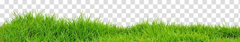 Grass on a background, green grass illustration transparent background PNG clipart