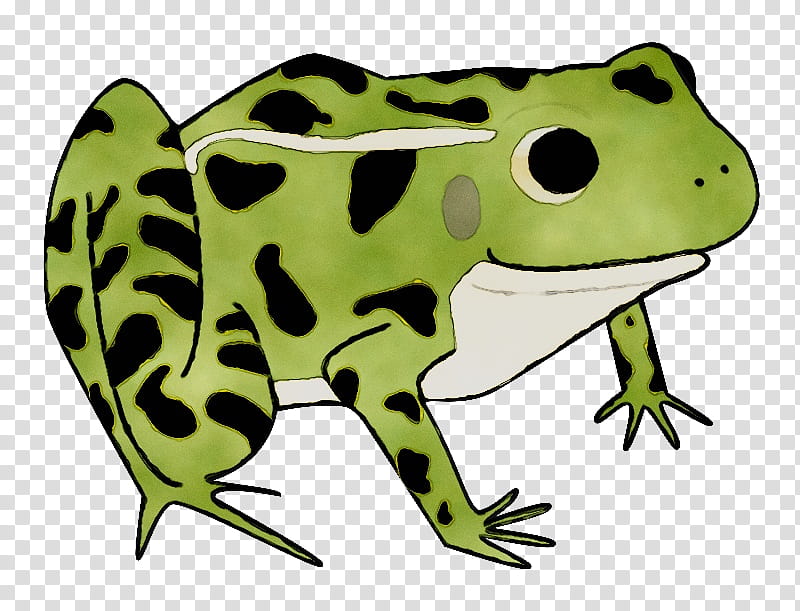 Green Tree, Toad, True Frog, Tree Frog, Reptile, Animal, Bullfrog, Poison Dart Frog transparent background PNG clipart