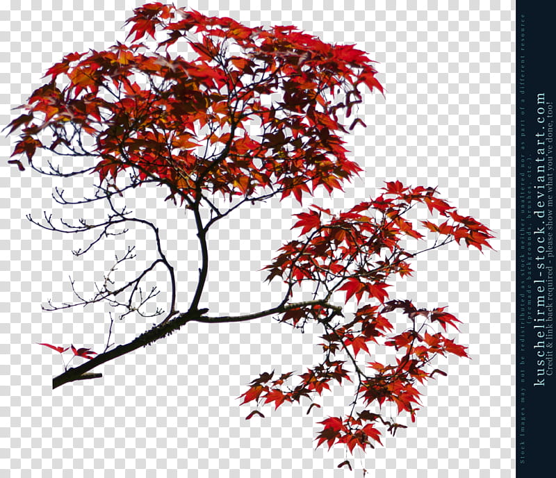 Red Acorn Branches Cut Out, red-leafed tree paint brush screenshot transparent background PNG clipart
