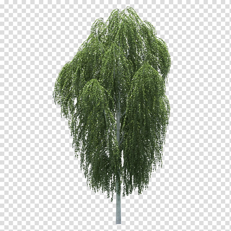 Green Grass, Tree, Mikoto Misaka, Plants, Branch, Garden, Baidu Tieba, Leaf transparent background PNG clipart