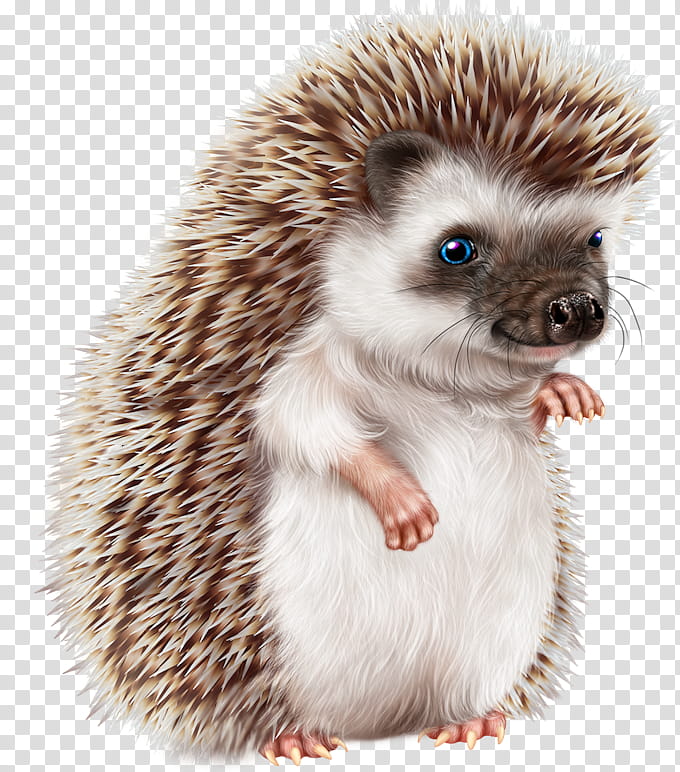 Domesticated Hedgehog Erinaceidae, Longeared Hedgehog, Animal, Drawing, BORDERS AND FRAMES, Pet, Porcupine, European Hedgehog transparent background PNG clipart