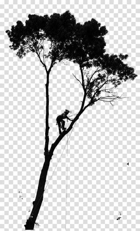 Tree Stump, Tree Care, Arborist, Tree Climbing, Pruning