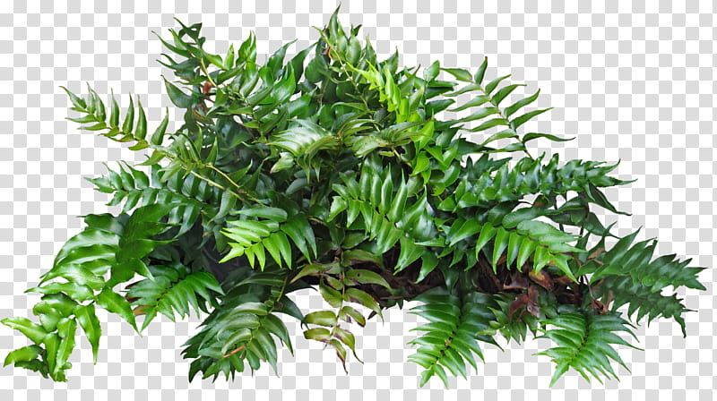 Family Tree, Plants, Shrub, Ornamental Plant, Vascular Plant, Houseplant, Venus Flytrap, Leaf transparent background PNG clipart