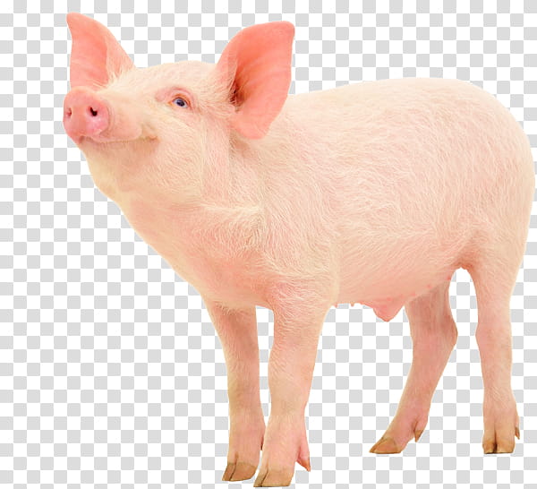 Pig, Pork Tapeworm, Bacon, Pig Farming, Swine Influenza, Live, Lard, Agriculture transparent background PNG clipart