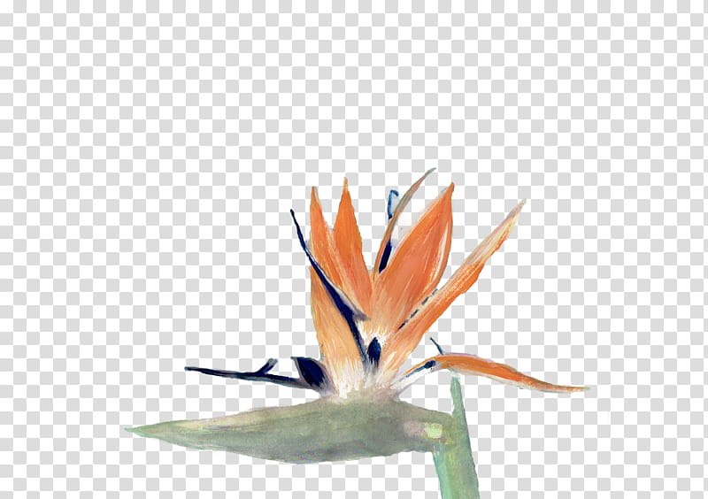 bird of paradise, Orange, Plant, Flower, Paper transparent background PNG clipart