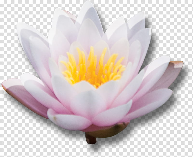 Japan Scrap Kit, macro graphy of white water lily flower transparent background PNG clipart