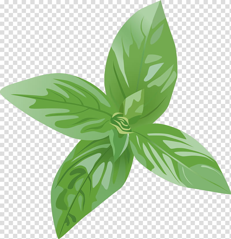 Green Leaf, Basil, Herb, Spice, Spearmint, Condiment, Star Anise, Bay Leaf transparent background PNG clipart