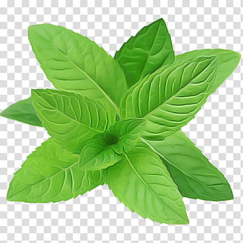 leaf flower plant basil herb, Mint, Herbal transparent background PNG clipart