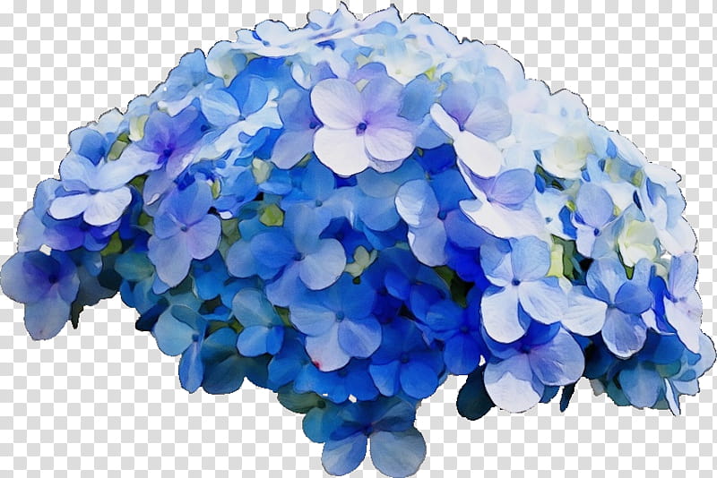 Blue Watercolor Flowers, Paint, Wet Ink, French Hydrangea, Smooth Hydrangea, Oakleaf Hydrangea, Shrub, Rose transparent background PNG clipart