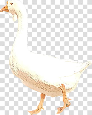 bird goose water bird duck beak,  Cartoon, Ducks Geese And Swans, Livestock, Waterfowl, Drawing, Snow Goose transparent background PNG clipart thumbnail
