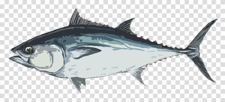Mouth, Longtail Tuna, Skipjack Tuna, Fish, Mackerel Tuna, Bigeye Tuna, Scombridae, Fish transparent background PNG clipart
