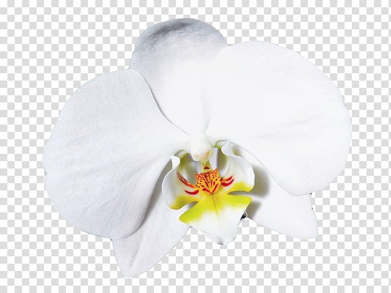 , white moth orchid flower transparent background PNG clipart