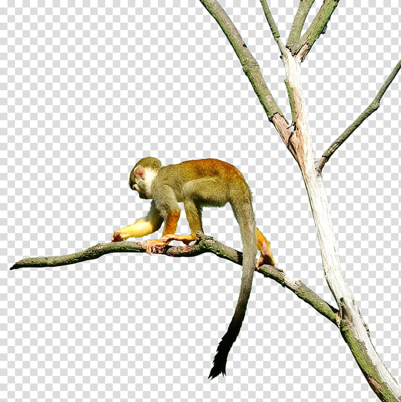 pre cut Saimiri squirrel monkey, monkey walking on tree branch transparent background PNG clipart