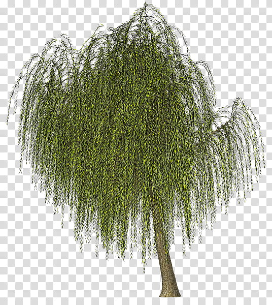 Weeping Willow Tree Drawing, Green, Salix Pierotii, Color, Vascular Plant, Plants, Woody Plant, Branch transparent background PNG clipart