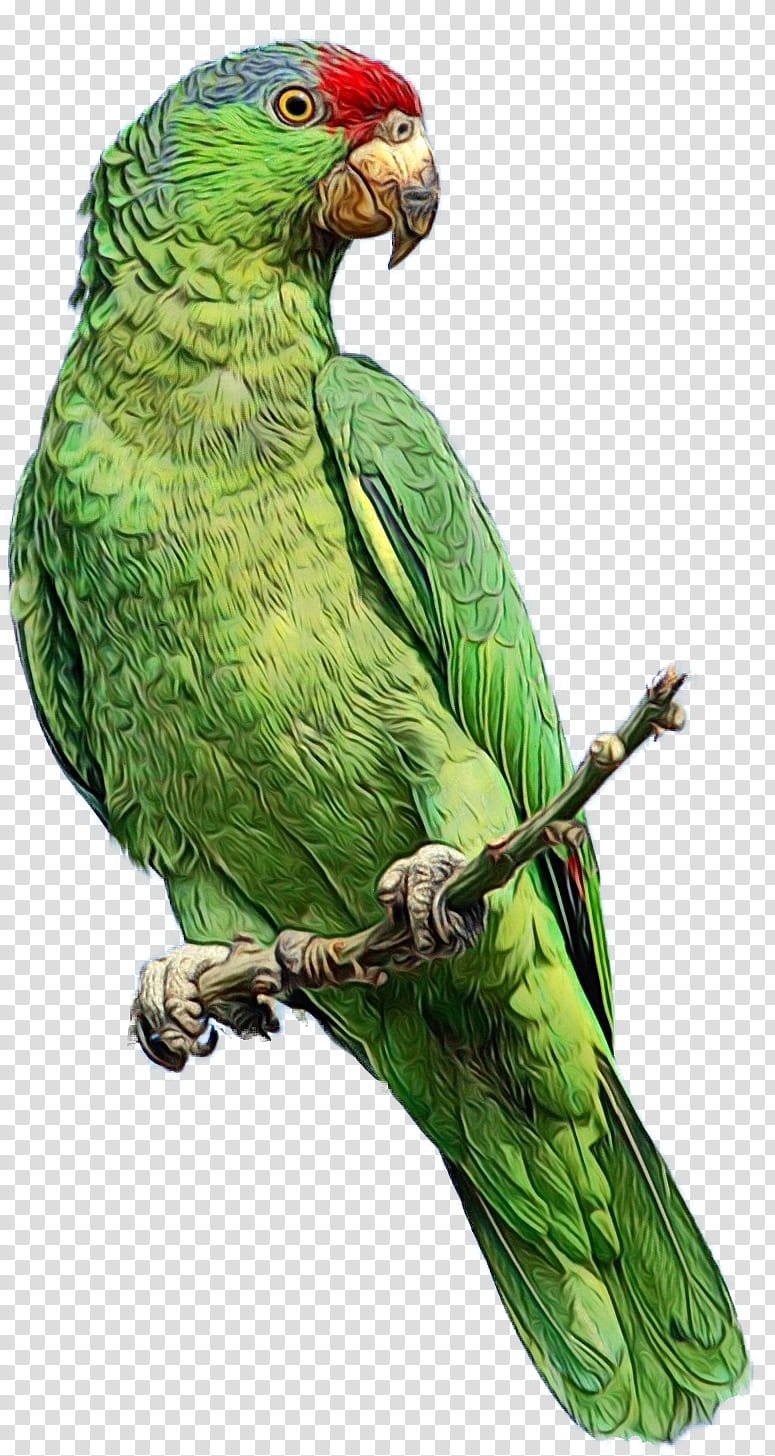 Bird Parrot, Budgerigar, Animal, Macaw, Pet, Parakeet, Redcrowned Amazon, Companion Parrot transparent background PNG clipart