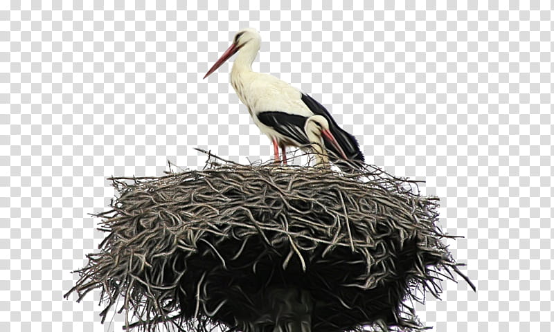 Bird, White Stork, Mazyr, Bird Nest, Weather, Organization, Employee, Mazyr District transparent background PNG clipart