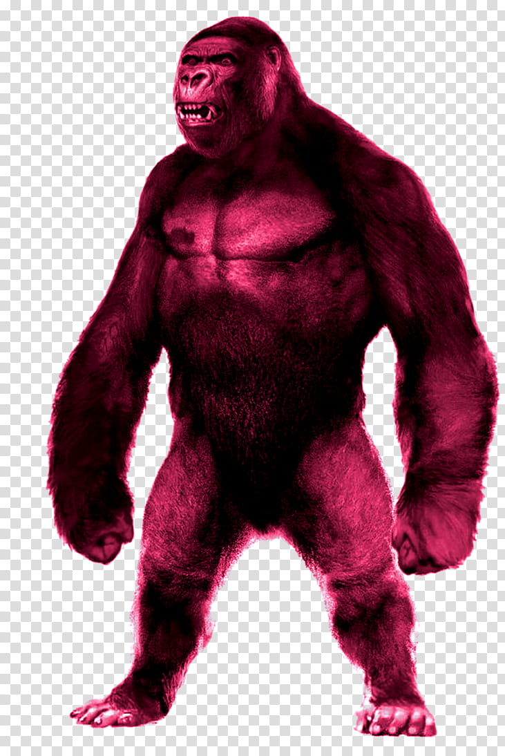 Gorilla, Western Gorilla, Character, Fur, Muscle transparent background PNG clipart