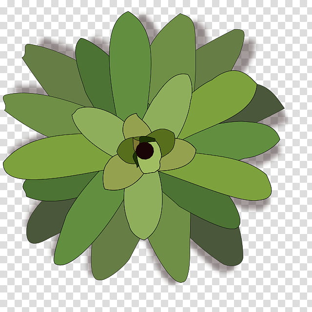 Green Leaf, Bromelia, Drawing, Aechmea, Plants, Guzmania, Vriesea, Bromeliads transparent background PNG clipart