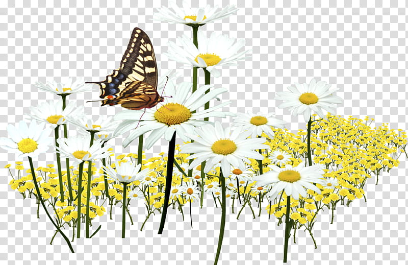 Monarch Butterfly, Brushfooted Butterflies, Oxeye Daisy, Insect, Roman Chamomile, Pollen, Beauty, Chamomiles transparent background PNG clipart