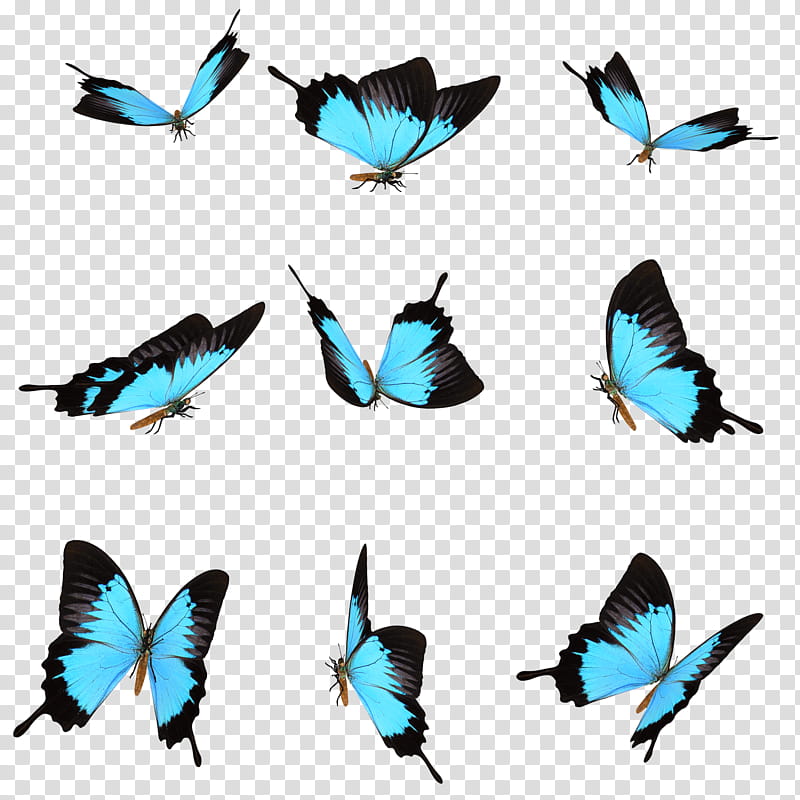 Mariposas, blue-and-black butterflies illustration transparent background PNG clipart