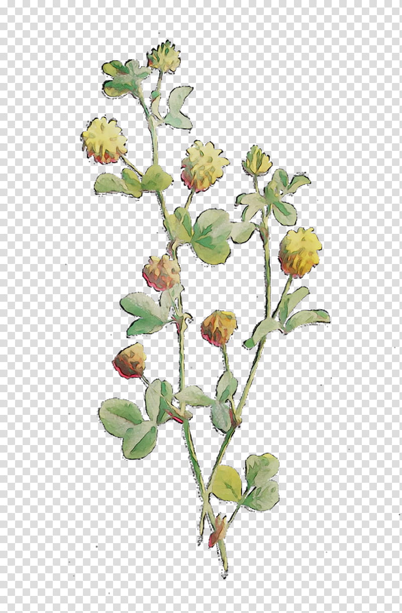 Flower Rose, Herbaceous Plant, Twig, Plant Stem, Subshrub, Plants, Rosa Rubiginosa, Pedicel transparent background PNG clipart