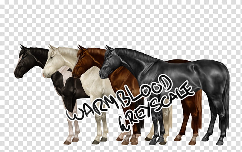 Warmblood Standing Greyscale, four assorted-color horses transparent background PNG clipart