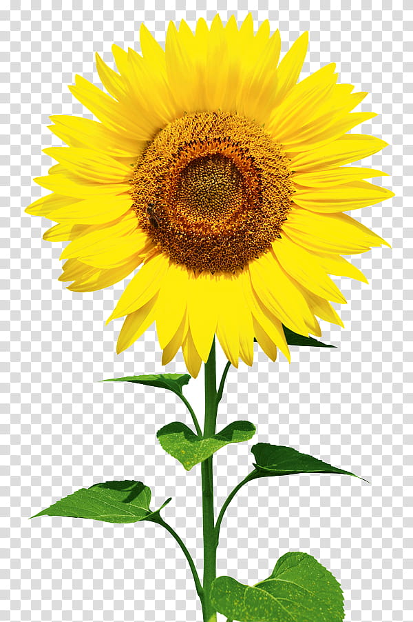Color, Heidelberg University, Flower, Sunflower, Sunflower Seed, Daisy Family, Plant, Annual Plant transparent background PNG clipart