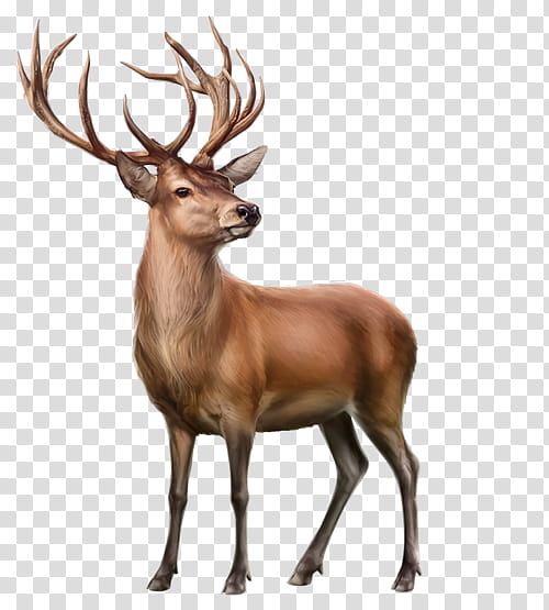 Santa, Deer, Reindeer, Red Deer, Whitetailed Deer, Mule Deer, Elk, Moose transparent background PNG clipart