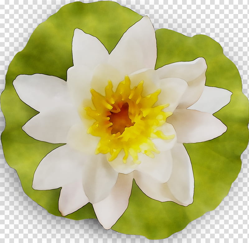 White Lily Flower, Yellow, Plants, Petal, Water Lily, Narcissus, Wildflower, Aquatic Plant transparent background PNG clipart