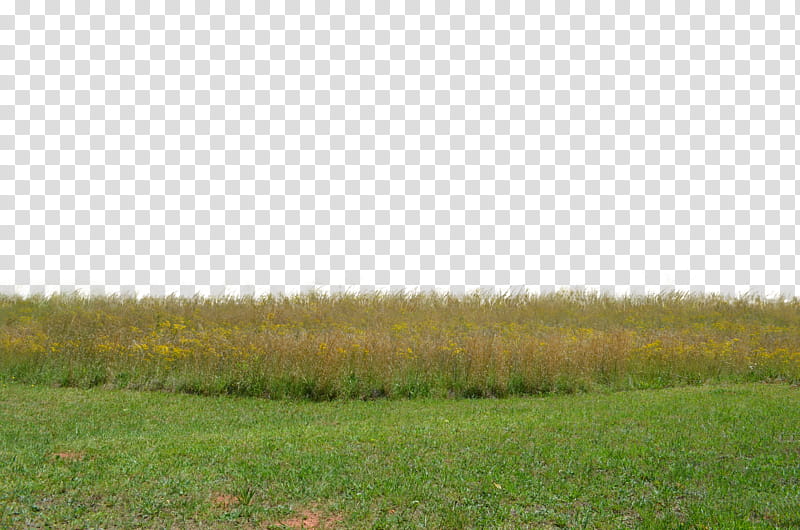 Wheat Grass Elements  Co, green grass field transparent background PNG clipart