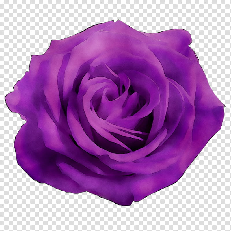 Pink Flower, Garden Roses, Cabbage Rose, Purple, Petal, Cut Flowers, Violet, Hybrid Tea Rose transparent background PNG clipart