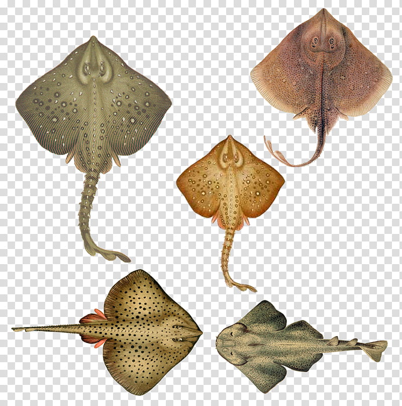 Stingrays , five assorted-color stingrays transparent background PNG clipart