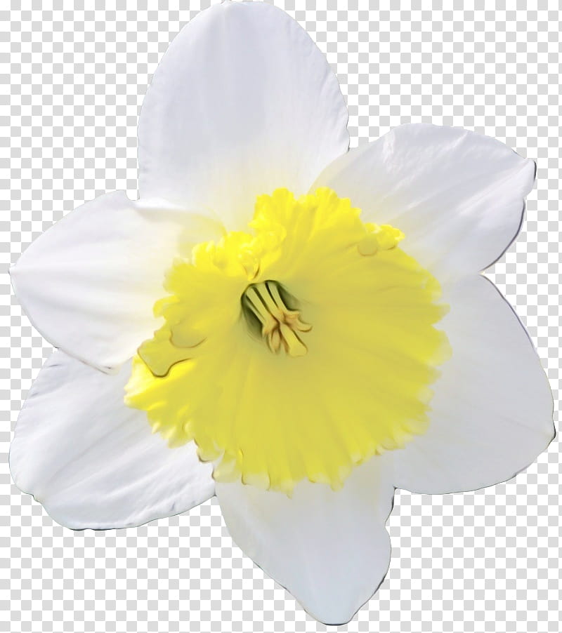 white yellow petal flower narcissus, Watercolor, Paint, Wet Ink, Plant, Flowering Plant, Amaryllis Family, Wildflower transparent background PNG clipart