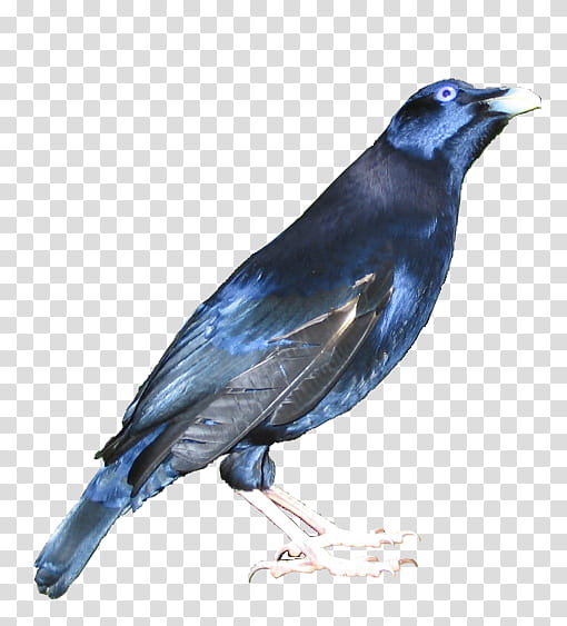 cut out bird, blue and black small-beaked bird transparent background PNG clipart