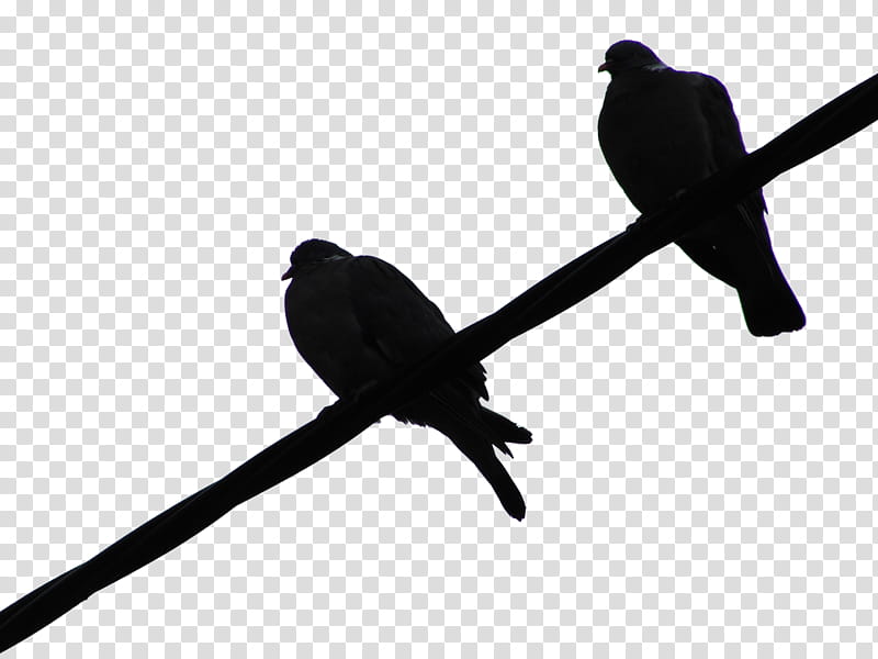 two birds on tree branch transparent background PNG clipart