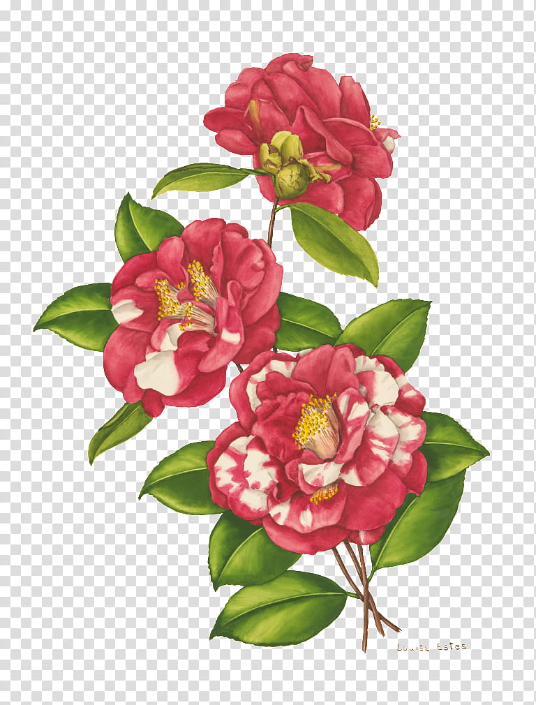 Pink Flowers, Japanese Camellia, Floral Design, Cut Flowers, Flower Designs, Bellingrath Gardens And Home, Rose, Garden Roses transparent background PNG clipart