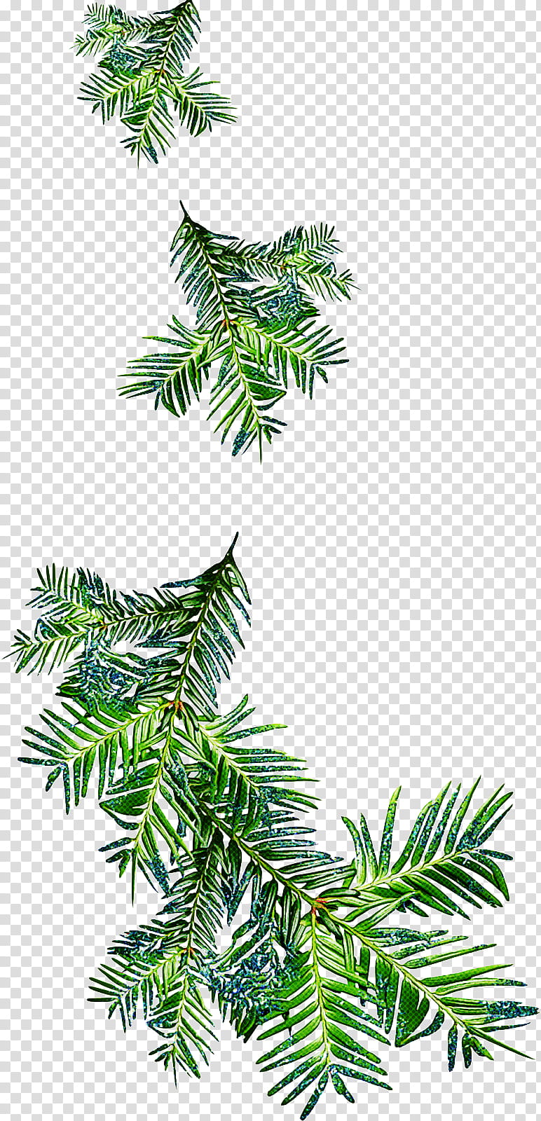 shortleaf black spruce yellow fir balsam fir tree oregon pine, Canadian Fir, Plant, Colorado Spruce, Jack Pine transparent background PNG clipart