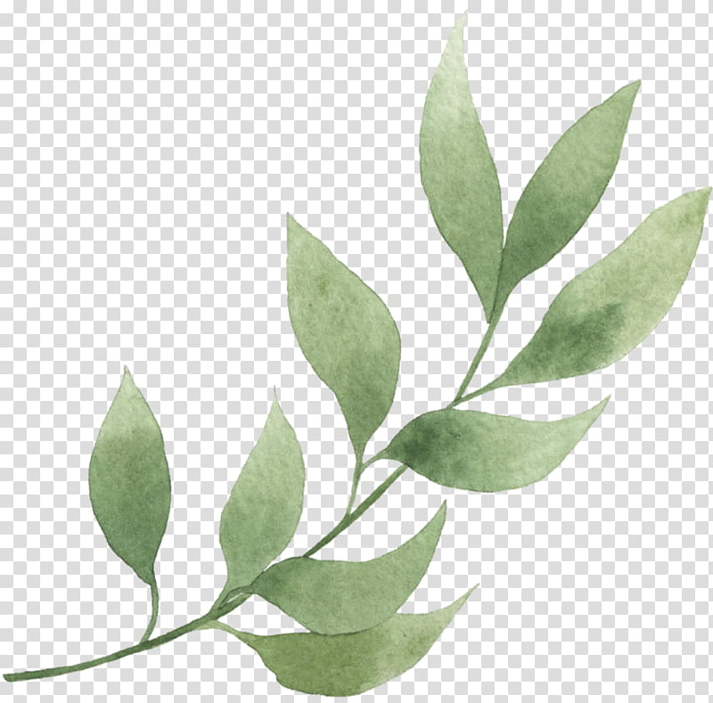 plant leaf flower tree bay leaf, Eucalyptus transparent background PNG clipart