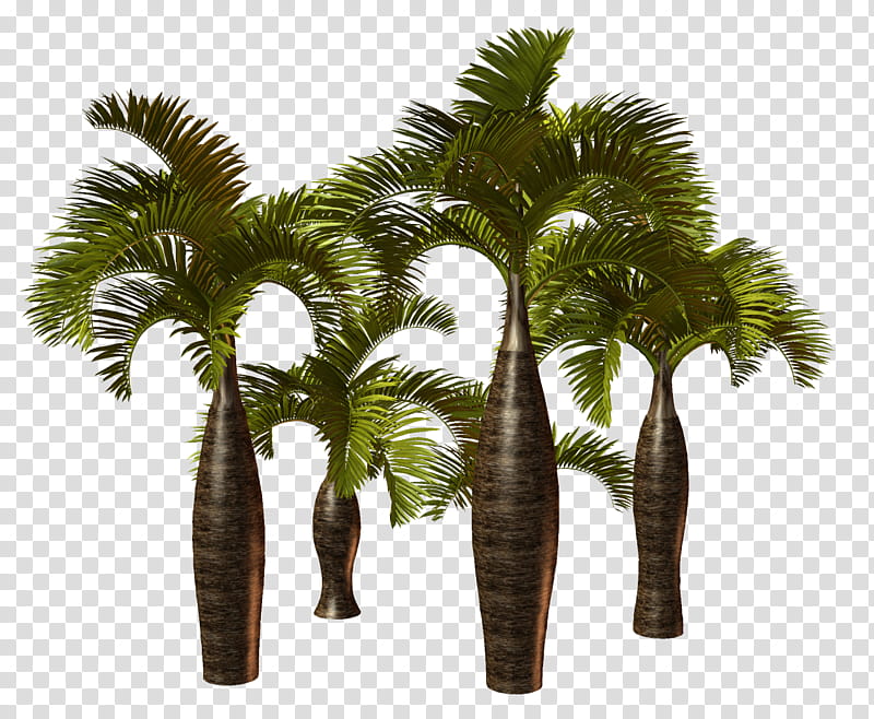 Coconut Tree, Palm Trees, California Palm, Asian Palmyra Palm, Canary Island Date Palm, Plants, Palm Branch, Borassus transparent background PNG clipart