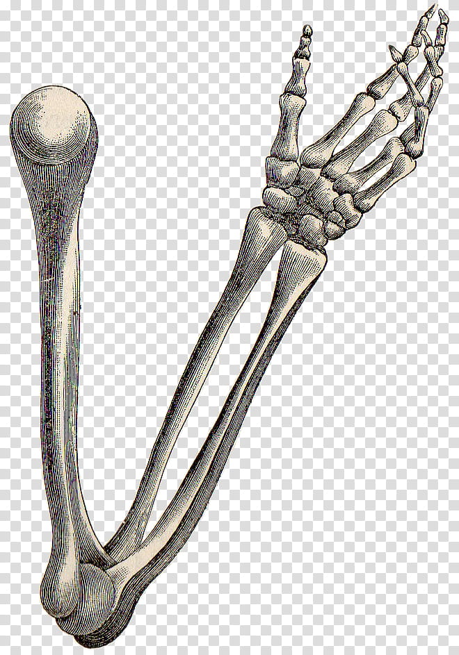 Metal, Human Skeleton, Arm, Bone, Anatomy, Hand, Gift, Key Chains transparent background PNG clipart