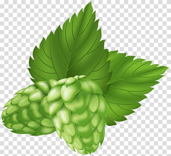 Fruit Tree, Beer, Hops, Bitter, Beer Bottle, Food, Barley, Leaf, Plant transparent background PNG clipart