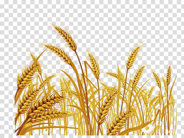 Wheat, Ear, Cereal, Grain, Cereal Germ, Triticale, Malt, Rye transparent background PNG clipart