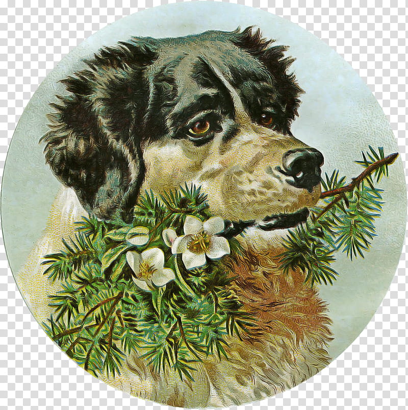 Border collie, Dog, Australian Shepherd, Plate, Sporting Group, Cocker Spaniel transparent background PNG clipart