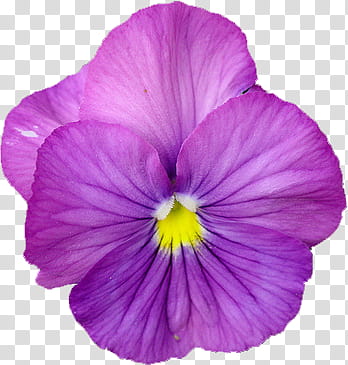 Viola , pink and purple flower transparent background PNG clipart