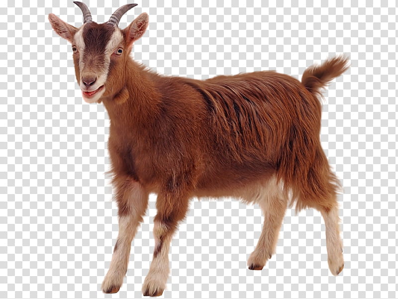 Goat, Boer Goat, Pygmy Goat, Oberhasli Goat, Sheep, Bovidae, Goats, Feral Goat transparent background PNG clipart
