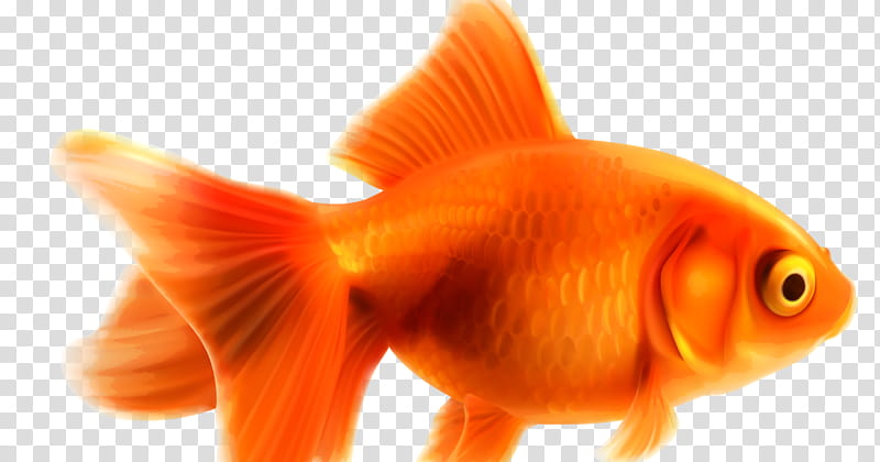 Fish, Orange, Goldfish, Fin, Bony Fish, Tail, Feeder Fish transparent background PNG clipart
