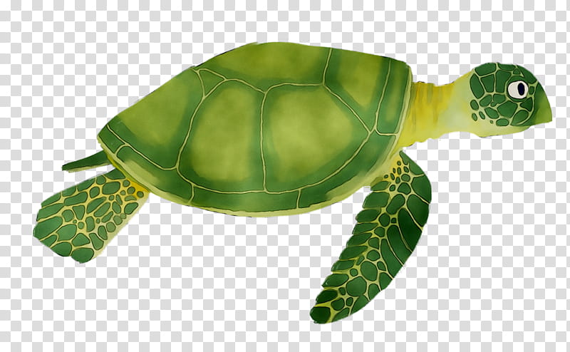 Sea Turtle, Loggerhead Sea Turtle, Pond Turtles, Tortoise M, Animal, Green Sea Turtle, Kemps Ridley Sea Turtle, Olive Ridley Sea Turtle transparent background PNG clipart