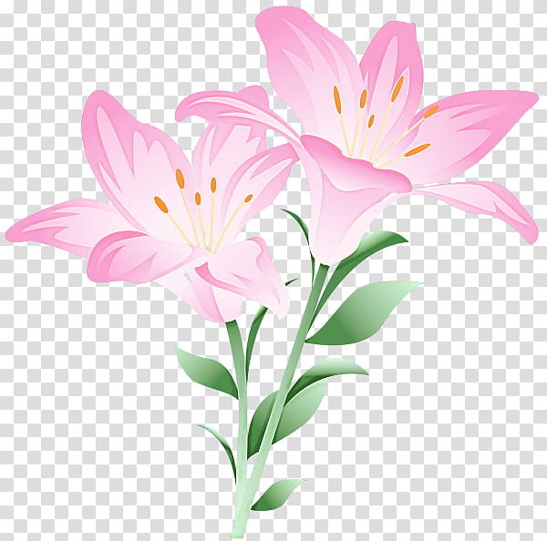 flower flowering plant petal lily pink, Peruvian Lily, Stargazer Lily, Pedicel transparent background PNG clipart