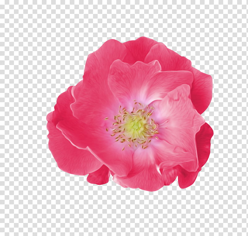 Pink Flower, Garden Roses, Cabbage Rose, Floribunda, Petal, Peony, Pink M, Poppy Family transparent background PNG clipart